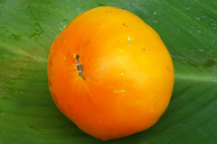 DSC00778