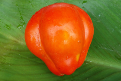 Ligura2