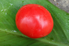 Rose-de-Berne