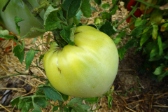 coeur-de-boeuf-blanche