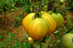 coeur-de-boeuf-jaune