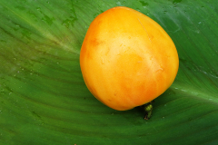 coeur-de-boeuf-jaune2