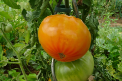 tomate-ananas